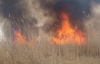 На Черкасщине поджигатели вместе с тростником сожгли большое количество диких птиц