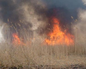 На Черкасщине поджигатели вместе с тростником сожгли большое количество диких птиц