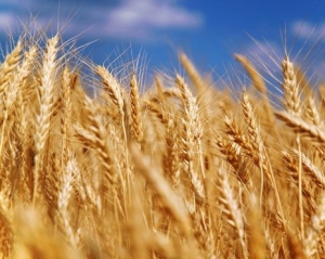 Азаров затвердив створення Аграрного фонду