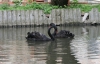 Чорні лебеді з Німеччини вищипали траву в зоокутку Тернополя
