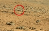 Японець знайшов на Марсі ящірку