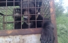 "Боже мой! Это живодерство" — В Николаевской области на ракетном полигоне обнаружили замученных медведей