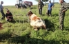 Полутонную корову вытаскивали из канализации на Винниччине