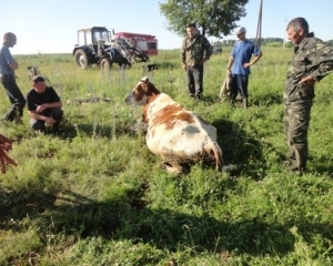 Півтонну корову витягали з каналізації на Вінниччині