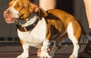 В США собака с "утиной" походкой получил титул "самого уродливого"