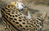 У Рівненський зоопарк приїжджають родинами із сусідніх областей 