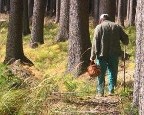 Кримські депутати ввели податок на прогулянки лісом, а також збір грибів та ягід