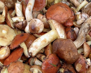 Найчастіше люди отруюються сироїжками і молодими грибами