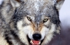 На Ровенщине волчица покусала 14-летнего парня