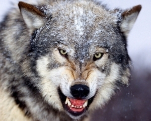 На Ровенщине волчица покусала 14-летнего парня