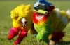 Американская парикмахер не пожалела ярких красок, чтобы сделать из своих собак настоящих клоунов