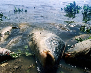 На Черкащині масовий замор риби, кажуть що водойму отруїв американець