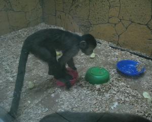 В семьях карликовых обезьян иногда рождаются даже двойняшки