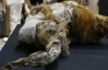 Две замороженные части тела одного мамонта нашли в Сибири