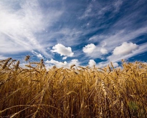 Украинские аграрии рискуют понести миллиардные убытки