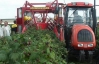 Українці заробляють на малині в Англії по 80 євро в день