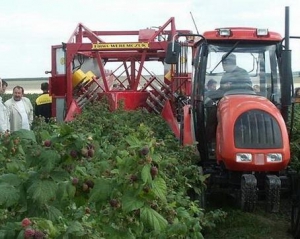 Українці заробляють на малині в Англії по 80 євро в день