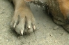 В Херсоне травили собак: животные умирали в муках на глазах у людей