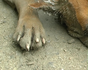 У Херсоні потруїли собак: тварини вмирали у муках на очах у людей