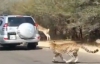 Антилопа спряталась от гепарда в машине туристов