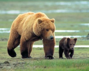 На Прикарпатье медведи в лесу набросились на девушку