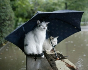 Почти по всей Украине выходные будут дождливыми