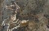 Мозаику с изображением дракона и дельфинов нашли в Италии