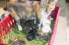 Кішка вигодувала дев'ятьох кроленят