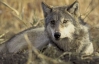 В Армении обнаружили следы культа волка 
