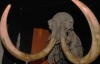 Скелет предка мамонта розкопали палеонтологи
