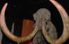 Скелет предка мамонта розкопали палеонтологи