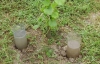 Во время жары под деревья выливают 50 литров воды
