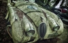 Французский фотограф показал шокирующие снимки брошенных в лесу ретро-авто
