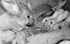 Без воды крольчиха может поесть крольчат