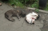 В Виннице требуют наказать мужчину, который на глазах у детей битой забил двух котов
