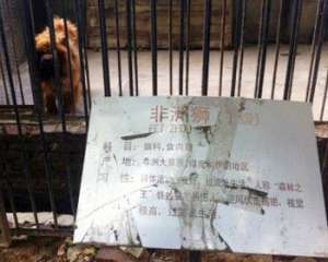 У китайському зоопарку замість лева показували собаку
