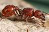Конец света может наступить из-за муравьев - ученые
