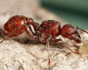 Конец света может наступить из-за муравьев - ученые