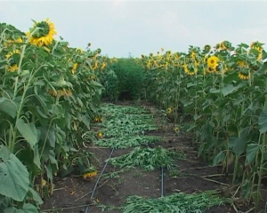 На Луганщині марихуани виростили на 2 мільйони гривень