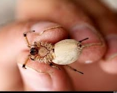 На Херсонщині від укусу отруйного павука чоловік потрапив до реанімації