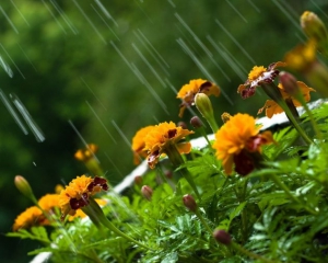 Тиждень в Україні почнеться з дощів у західних областях