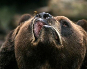 Поляки пошутили о суровых челябинских мужиках, которые избили медведя в национальном парке 