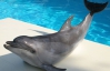 Владельцы дельфинария "Немо" не собираются его сносить, несмотря на решение суда