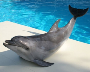 Владельцы дельфинария &quot;Немо&quot; не собираются его сносить, несмотря на решение суда