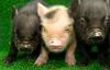 Миниатюрные домашние поросята меньше котов и стоят от $ 300