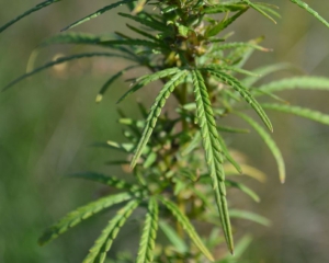 На территории Киевводоканала растет конопли на миллиард гривен