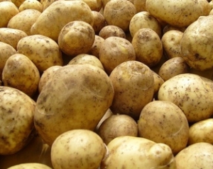 Лучанин на картоплі заробляє до $1 тисячі за тиждень