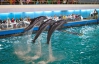 Экологи советуют обходить дельфинарии десятой дорогой