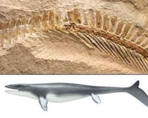 Морські динозаври мали акулячі хвости