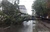 У центрі столиці величезне дерево впало на Лексус та утворило кілометрові затори